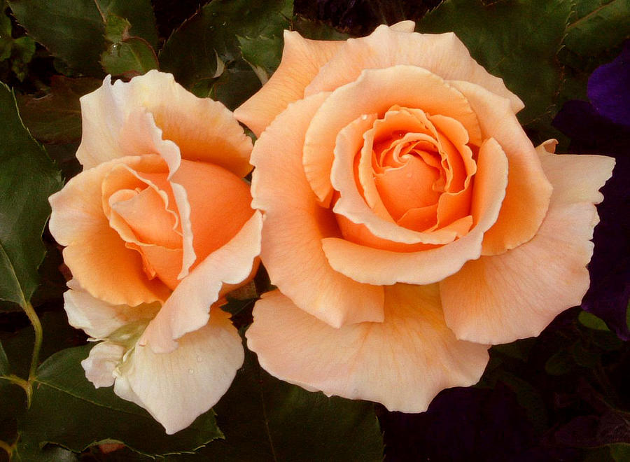 A Pair of Tangerine Roses Painting by Larry Frazier - Fine Art America