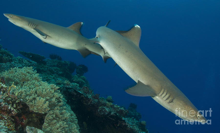 A Pair Of Whitetip Reef Sharks, Kimbe Photograph by Steve Jones
