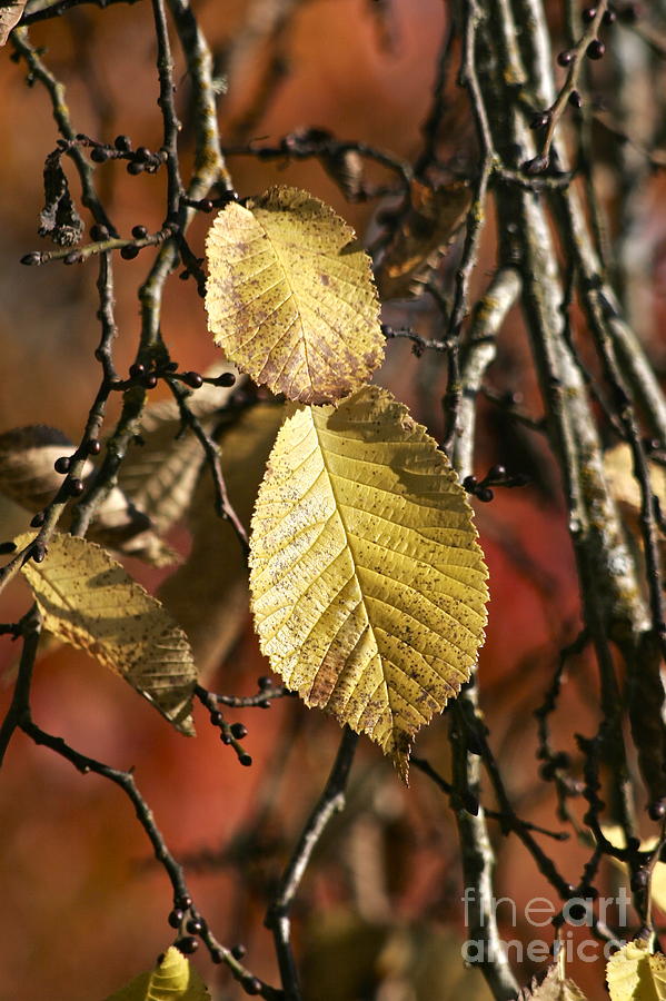 A Pair of Yellow Leaves Photograph by Sean Griffin