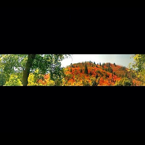 Fall Photograph - A Panorama Of The Color Changing Trees by Brolin Roney
