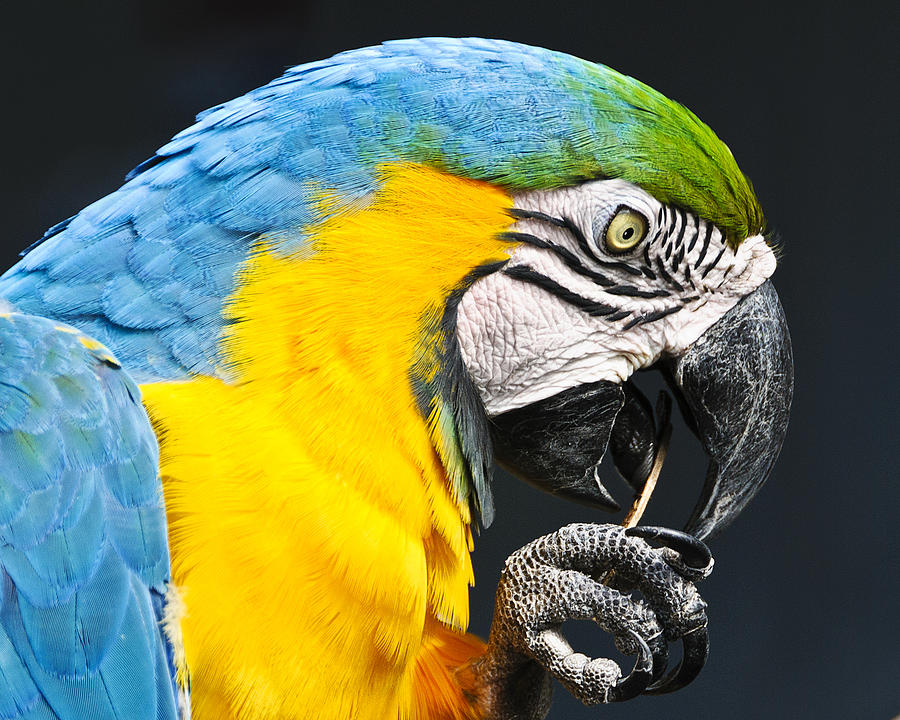 A Parrot and His Toothpick Photograph by Betty Eich