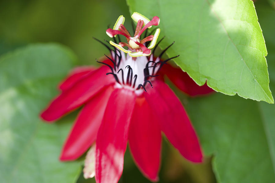 A Passion to Flower Photograph by Rich Franco