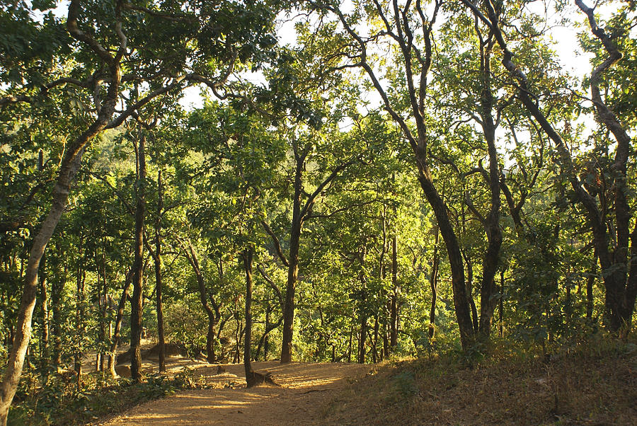 A path through a sparse forest and trees Photograph by Ashish Agarwal