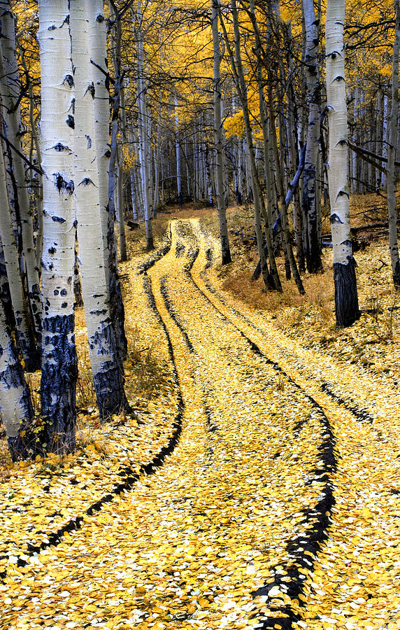 A Pathway through the Aspens Photograph by Dave Mills