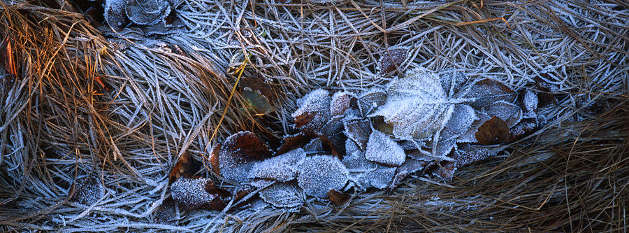 A pattern of frost covered leaves Photograph by Ulrich Kunst And Bettina Scheidulin