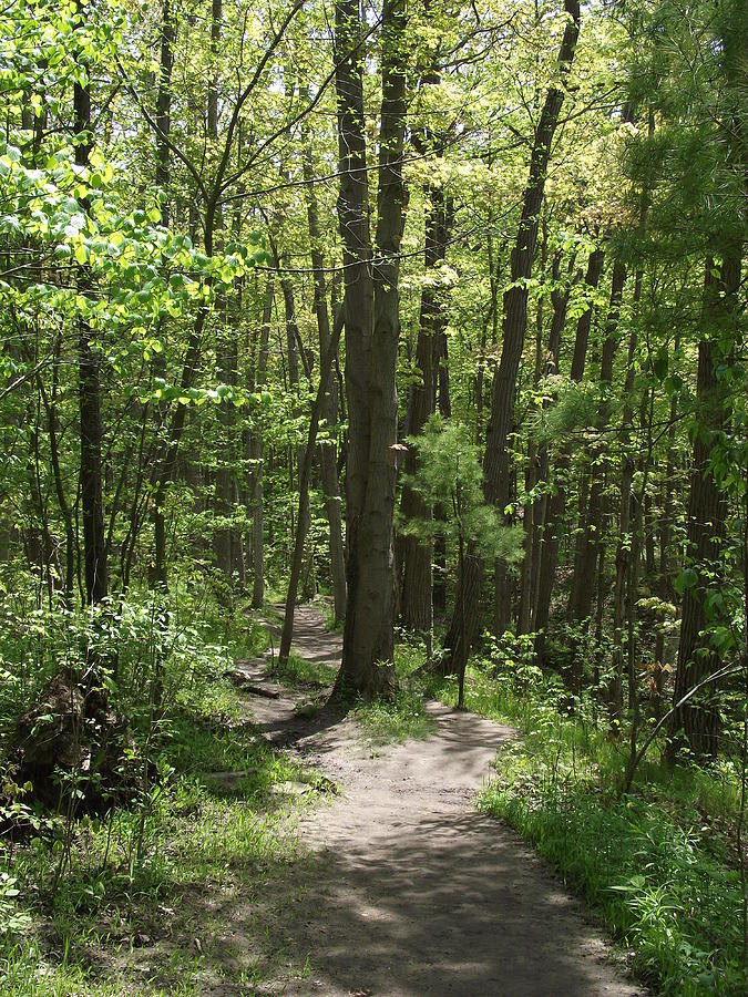 A Peaceful Hike in Komoka Park Photograph by Jenny Katsaris | Fine Art ...