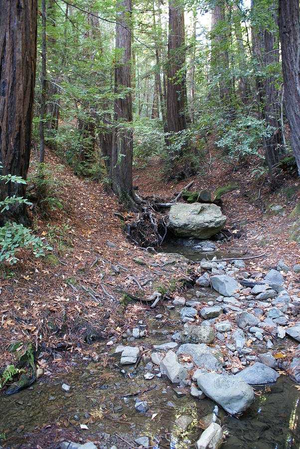A Peaceful Redwood Creek on Mt Tamalpais Photograph by Ben Upham III