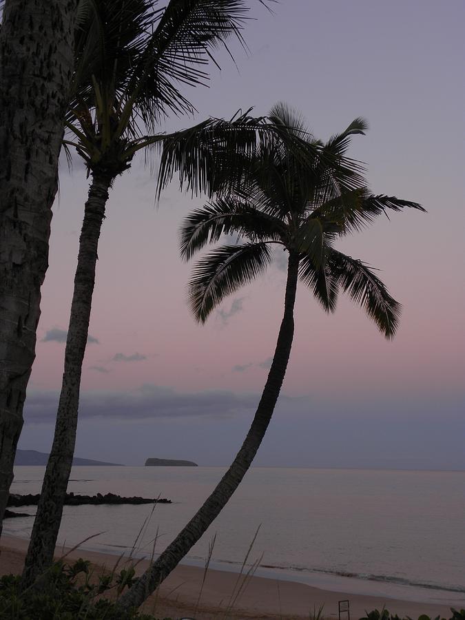 Palm Trees Photograph - A peaceful start by Peggy McDonald Palm Trees Photograph - A peaceful start by Peggy McDonald