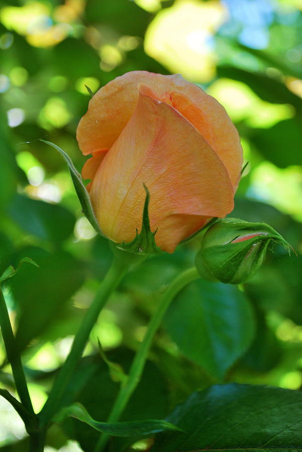 A Peach Rose Bud Photograph by Michelle Cruz | Fine Art America