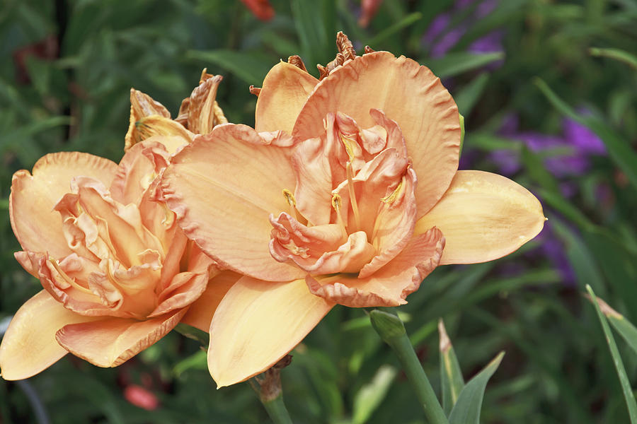 A Peachy Lily Photograph by Wayne Stabnaw