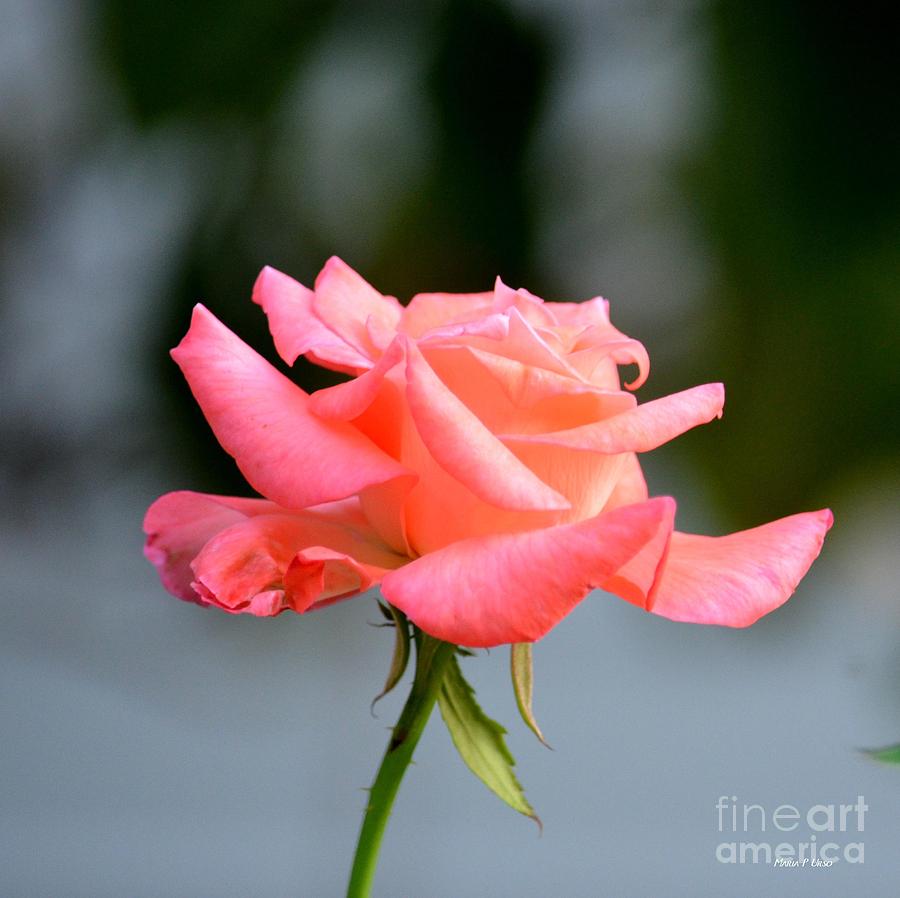 Nature Photograph - A Peachy Pink Delight by Maria Urso
