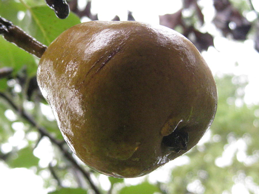 A Pear Photograph by Clarella Thomas