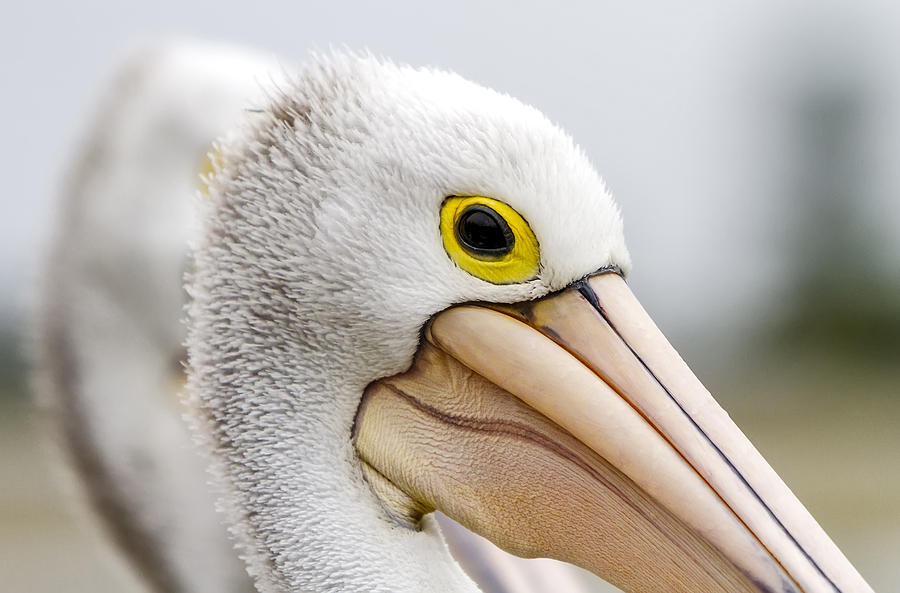 A Pelicans Gaze Photograph by Mark Lucey