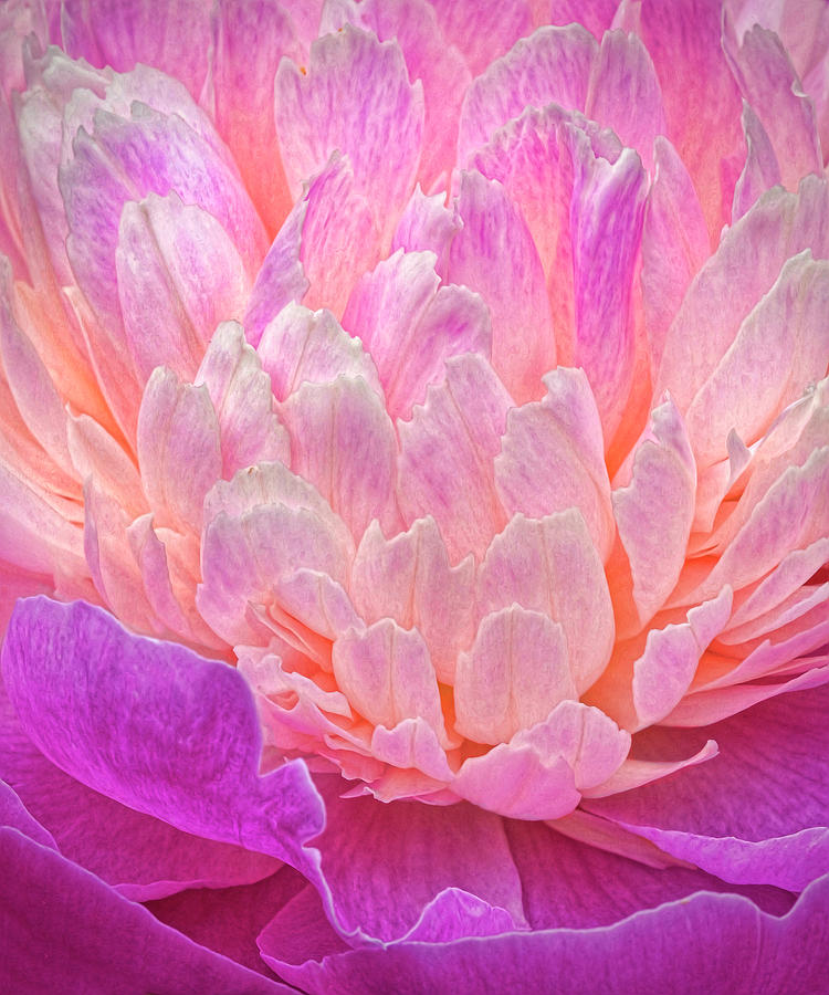 A Peony Study Photograph by Dave Mills