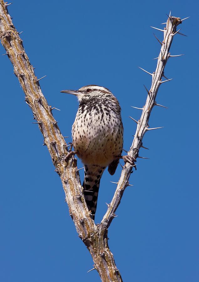 Nature Photograph - A Perched Cactus Wren by Bob Gibbons