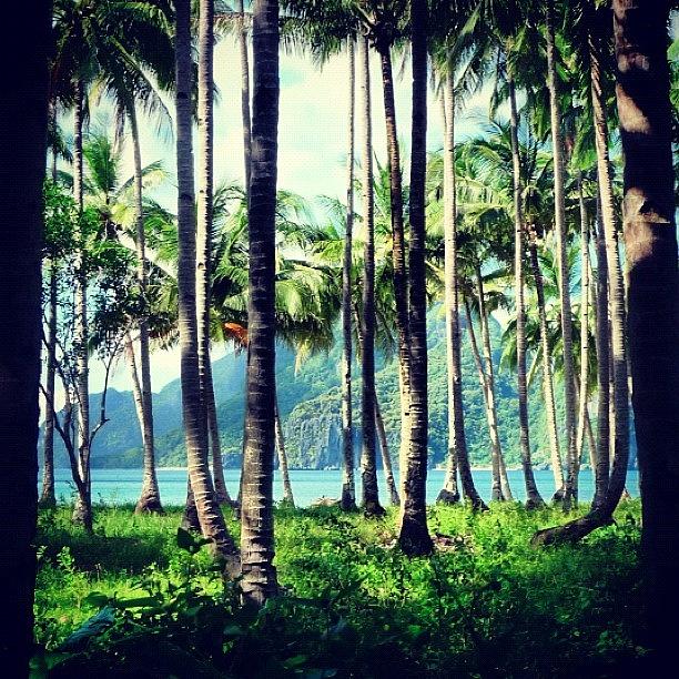 Paradise Photograph - A Piece Of #paradise #jungle #elnido by Stan Chashchnikov