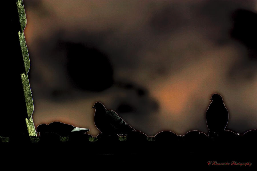 A Pigeons Life Photograph by Charles Benavidez