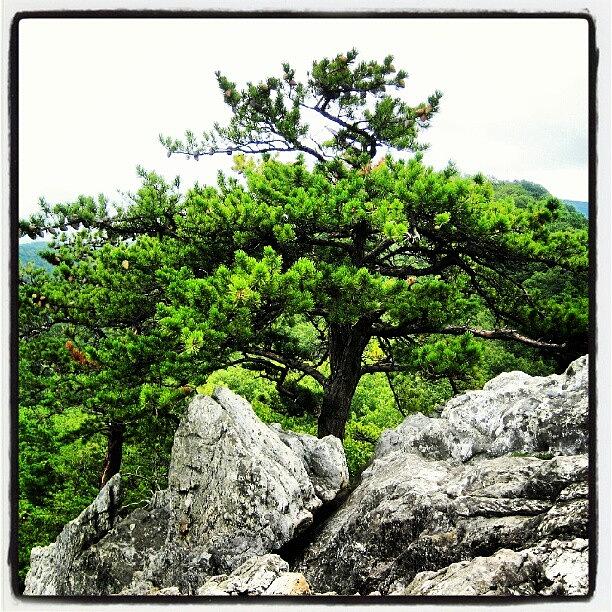 Seneca Photograph - A Pine On The Precipice. Seneca Rocks by Reid Nelson