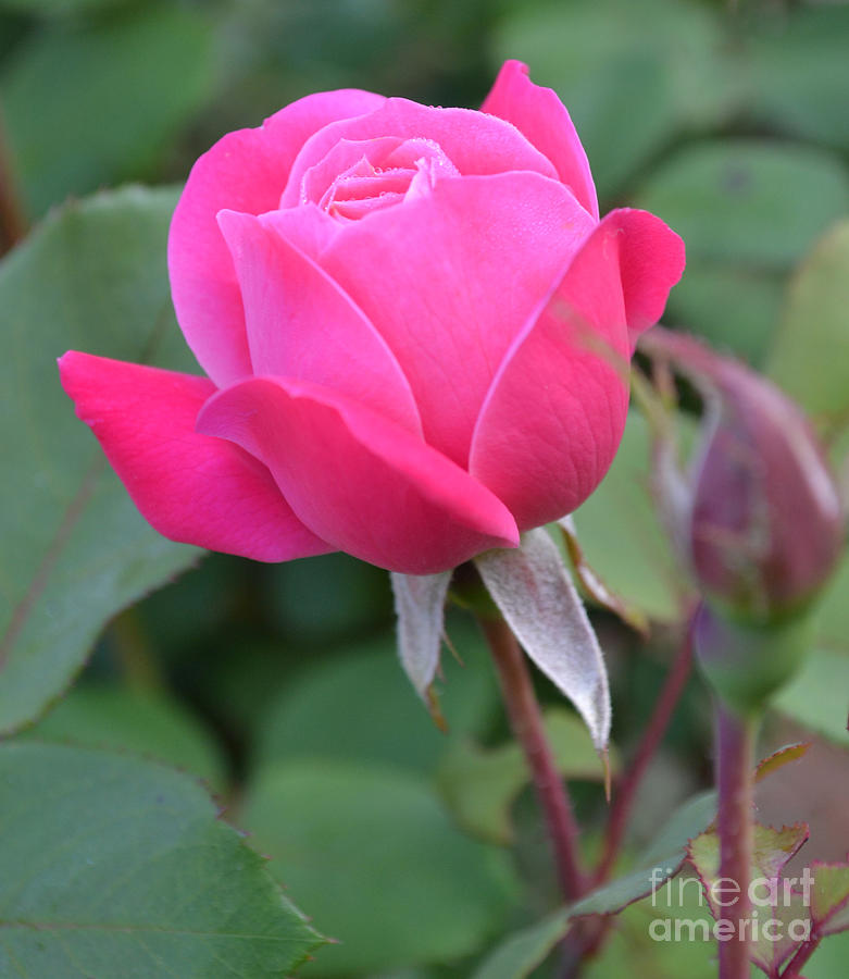 A Pink Rose-66 Photograph by Eva Thomas | Fine Art America