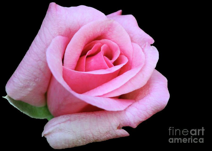 Rose Photograph - A Pink Rose by Sabrina L Ryan