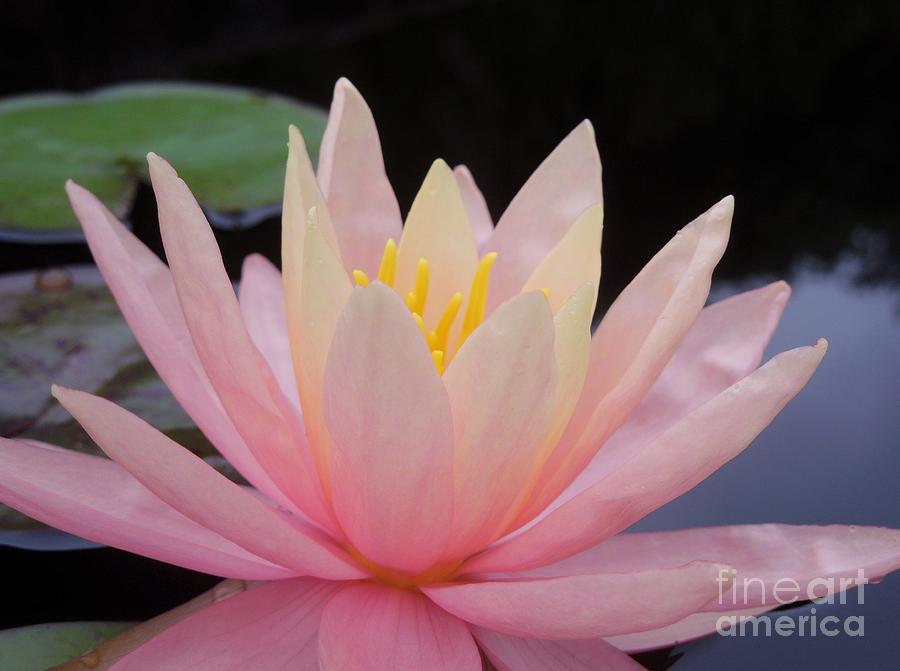 A Pink Water Lily Photograph by Chad and Stacey Hall