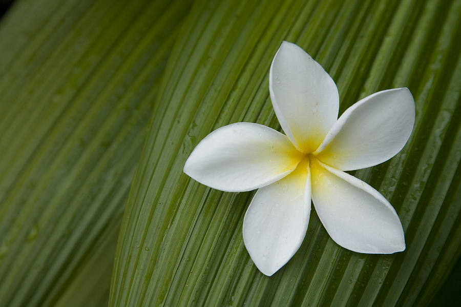 A Plumeria Flower Used In Making Leis Photograph by John