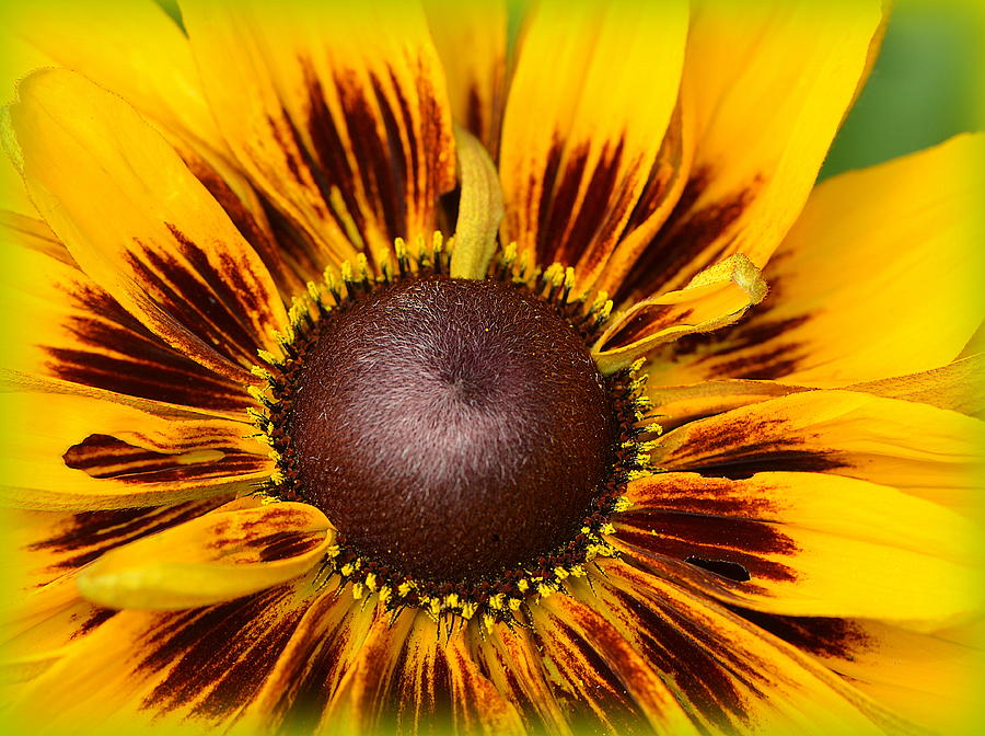 Sunflower Photograph - A Pocket Full Of Sunshine... by Tanya Tanski