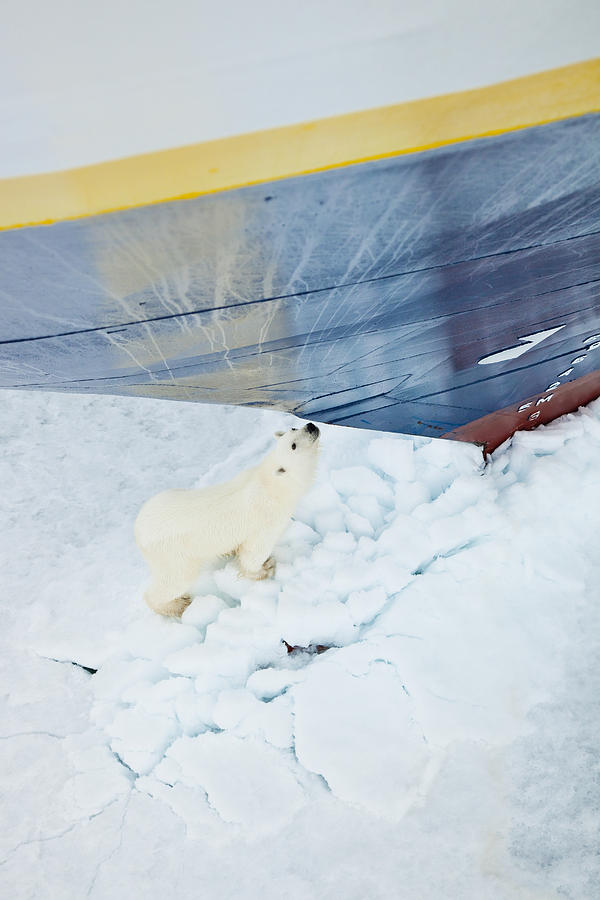 polar bear on cruise ship