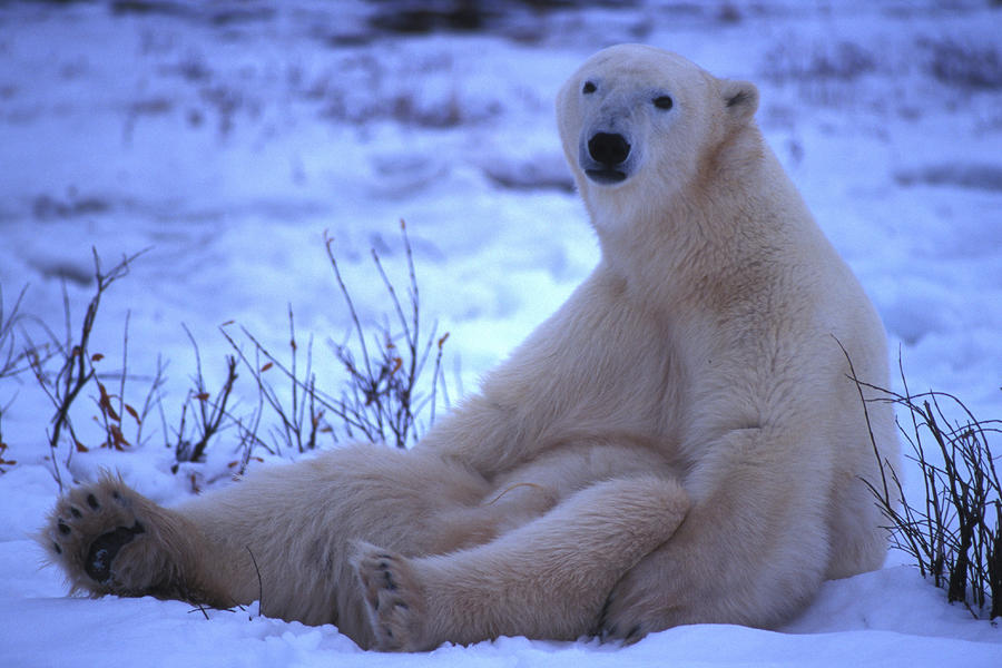 A Polar Bear Sits In The Snow Photograph By Nick Norman