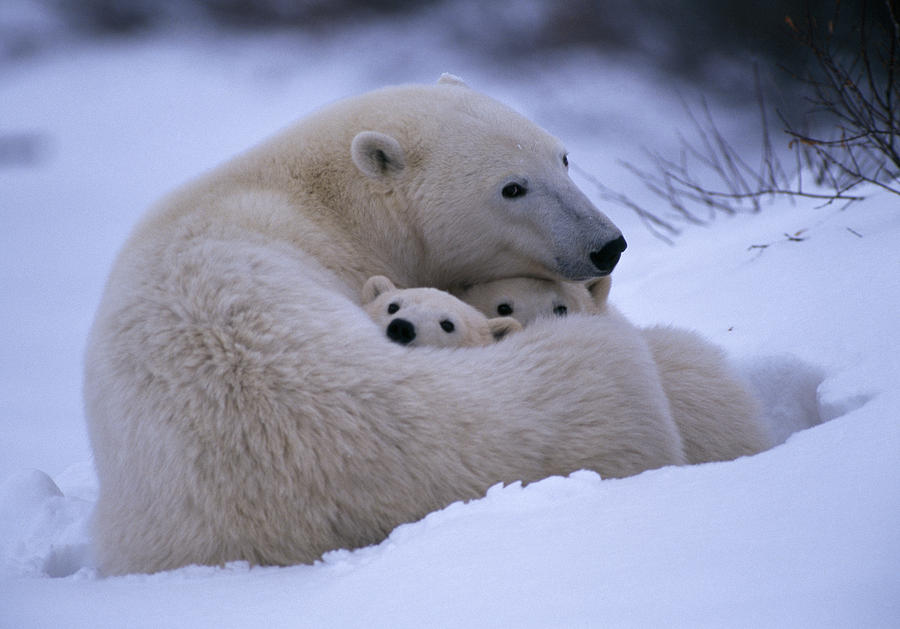 A Polar Bear Snuggles Up With Her Cubs Photograph by Paul Nicklen