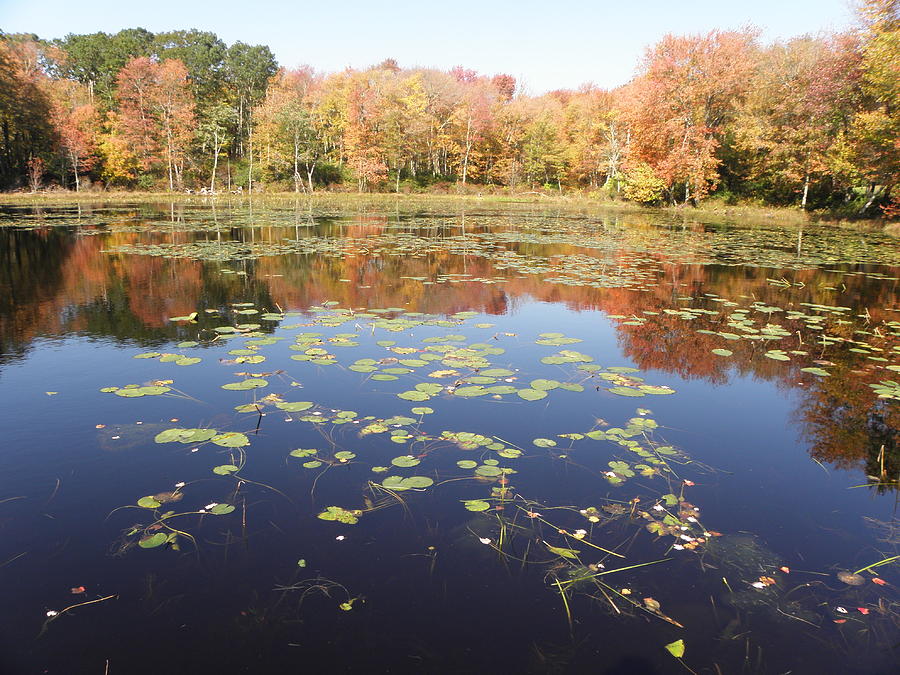 A Pond Of Reflective Beauty Photograph by Kim Galluzzo Wozniak