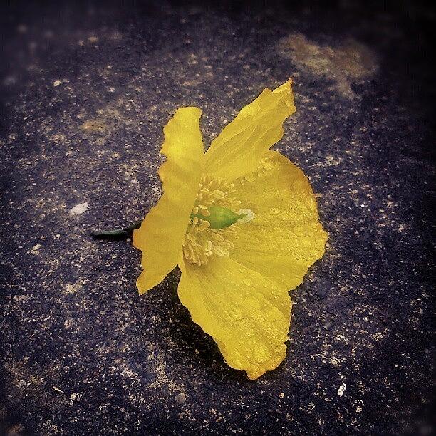 Poppy Photograph - A #poppy Found On The #pavement After by Linandara Linandara
