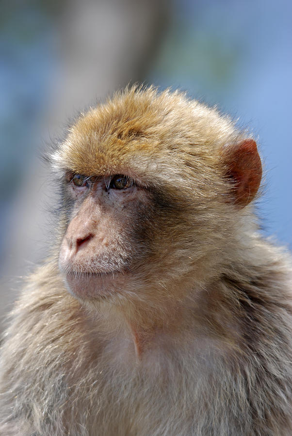 Wildlife Photograph - A portait of a monkey in Gibraltar by Perry Van Munster
