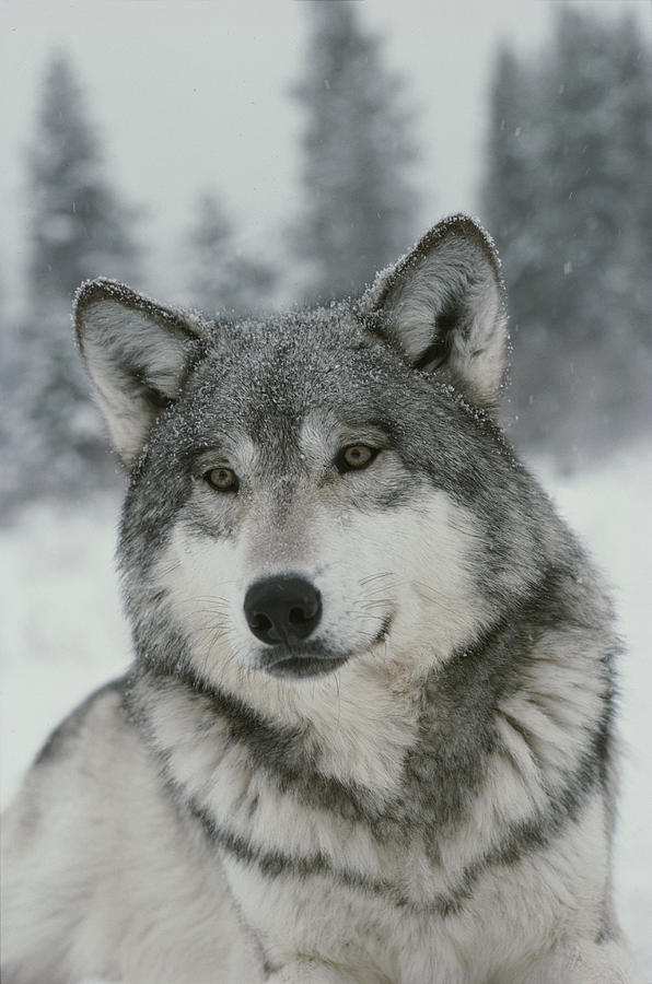 A Portrait Of A Beautiful Gray Wolf Photograph by Jim And Jamie Dutcher