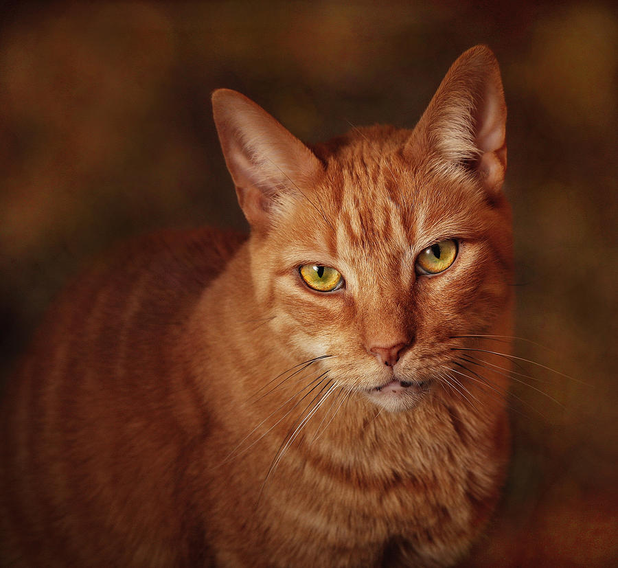 Cat Photograph - A Portrait Of Pete by Pat Abbott