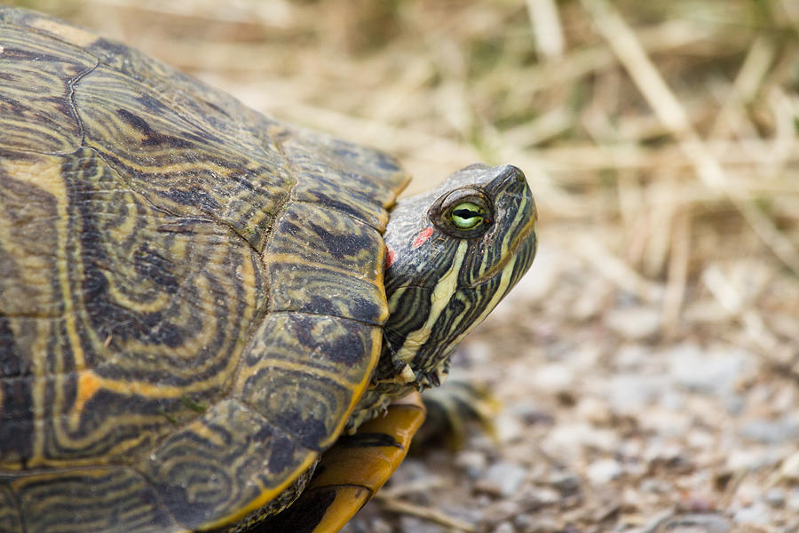 Turtle Photograph - A portrait of reptiles in Texas - Tortoise by Ellie Teramoto