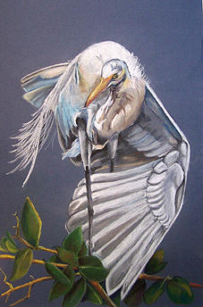 A Preening Great Egret Painting by Teresa Smith