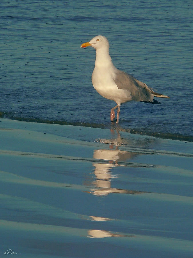 A Pretty Gull Photograph by Nancy Griswold