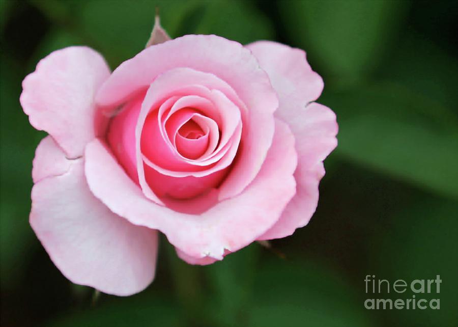 A Pretty Pink Rose #1 Photograph by Sabrina L Ryan