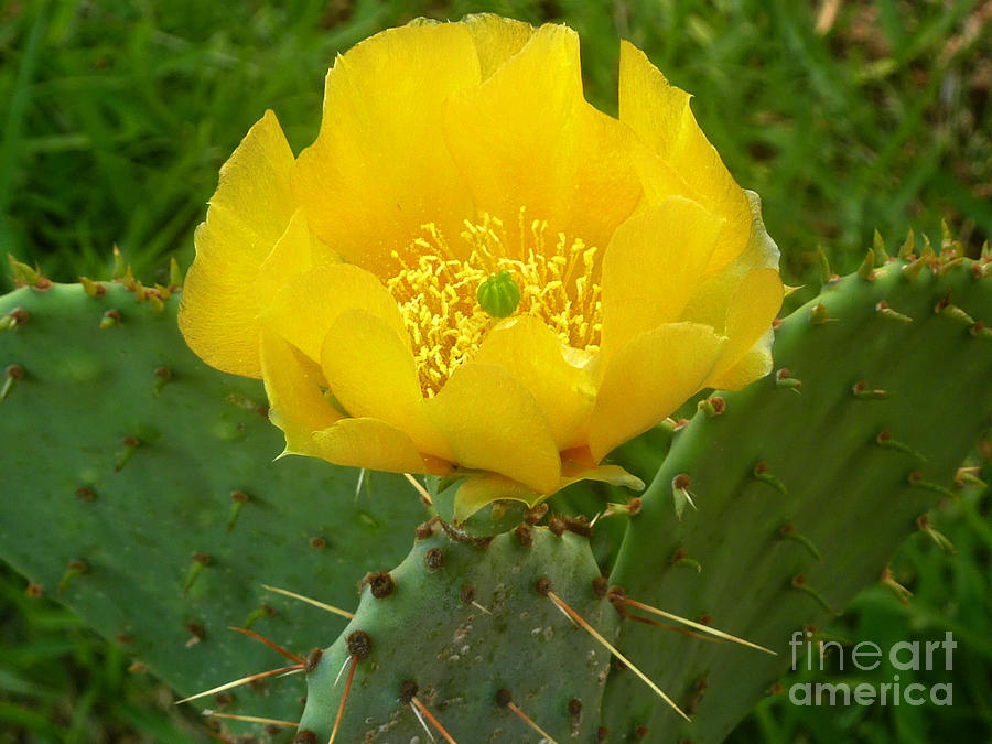 A Prickly Bloom Too Photograph by Lucyna A M Green