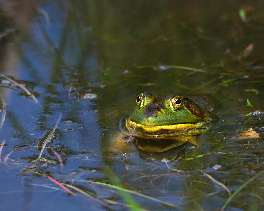Amphibians Photograph - A Prince of a Guy by Sue Capuano