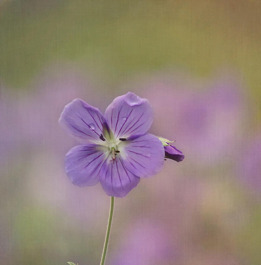 Nature Photograph - A Purple Moment by Kim Hojnacki
