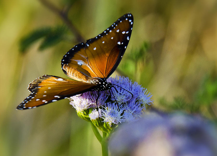 Queen Photograph - A Queen Butterfly  by Saija Lehtonen