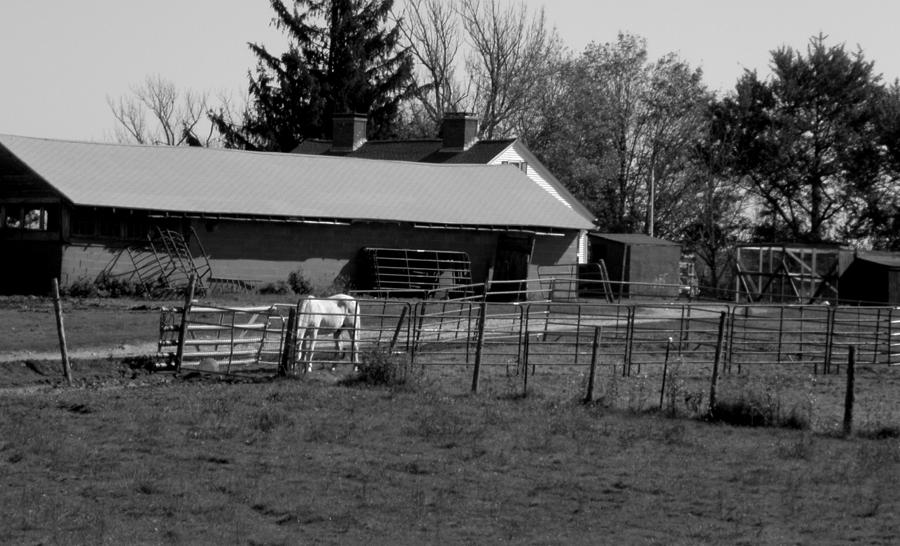 A Quiet Day On The Farm Photograph by Kim Galluzzo