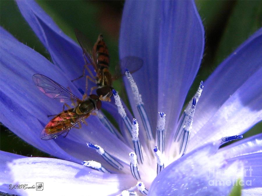 Nature Photograph - A Quiet Moment on the Chicory by J McCombie