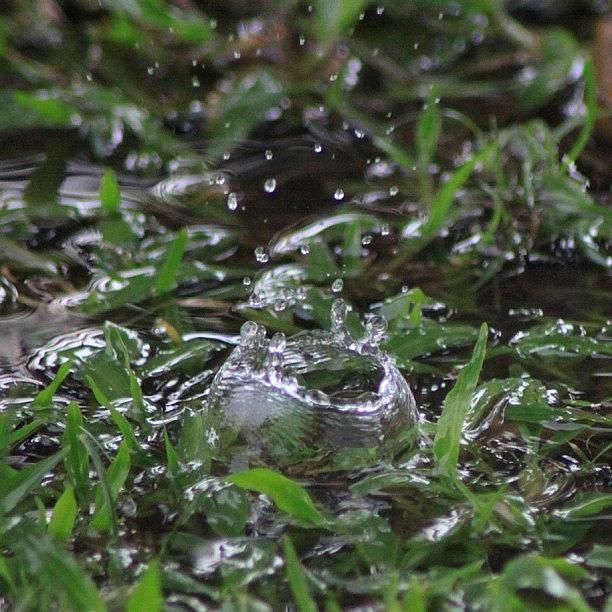 Nature Photograph - A Rain Drop Hits The Grass In My by Ahmed Oujan