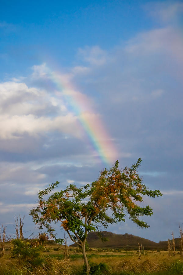 Nature Photograph - A Rainbow And The Rainbow Shower Tree by Roger Mullenhour
