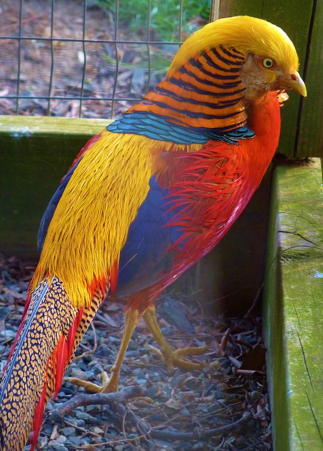 Pheasant Photograph - A  Rainbow Bird by Jeanette Oberholtzer