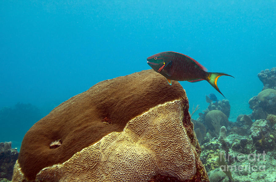 Fish Photograph - A Rainbow Parrotfish Swimming by Michael Wood