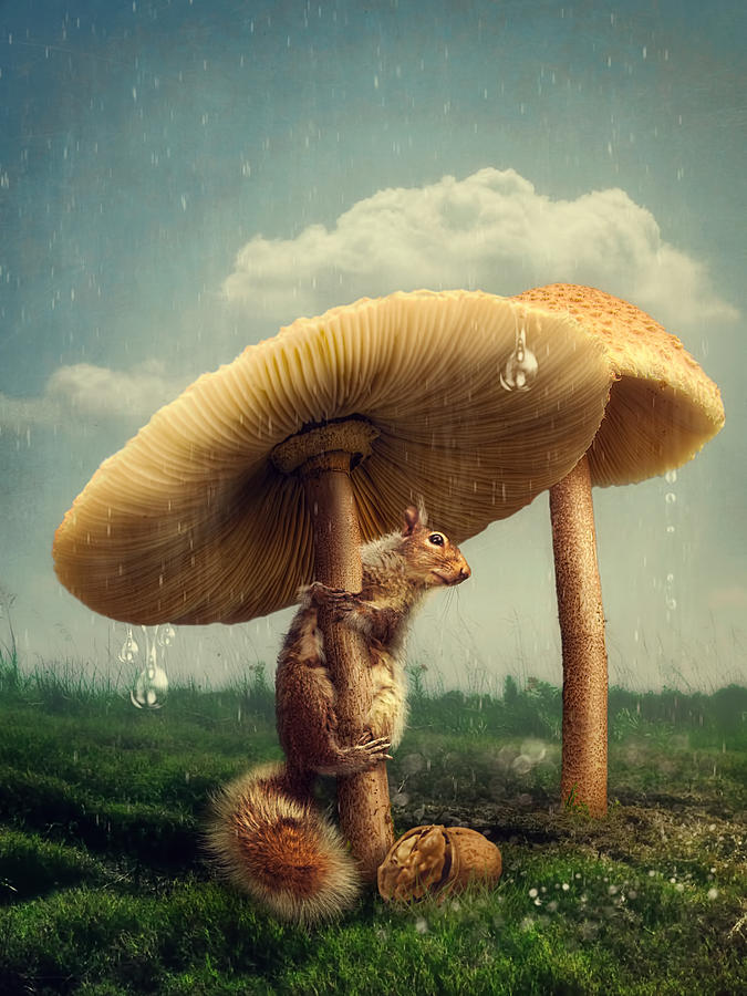 Mushroom Digital Art - A rainy day by Cindy Grundsten